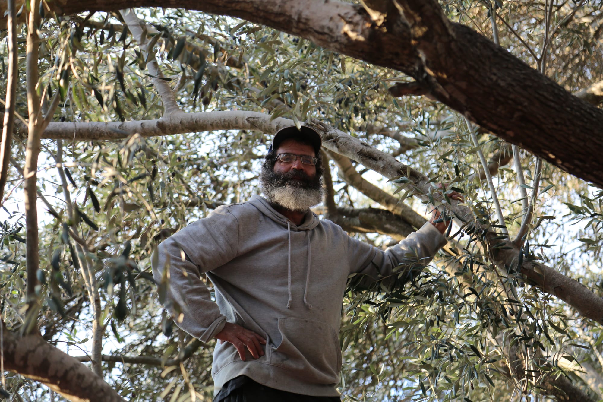 Israel is 'waging a war on our olive trees'